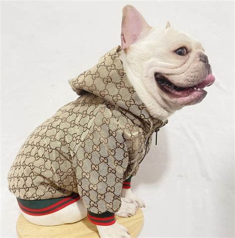 gucci dieren|gucci dog clothing.